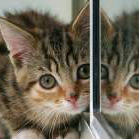 user icon is kitten